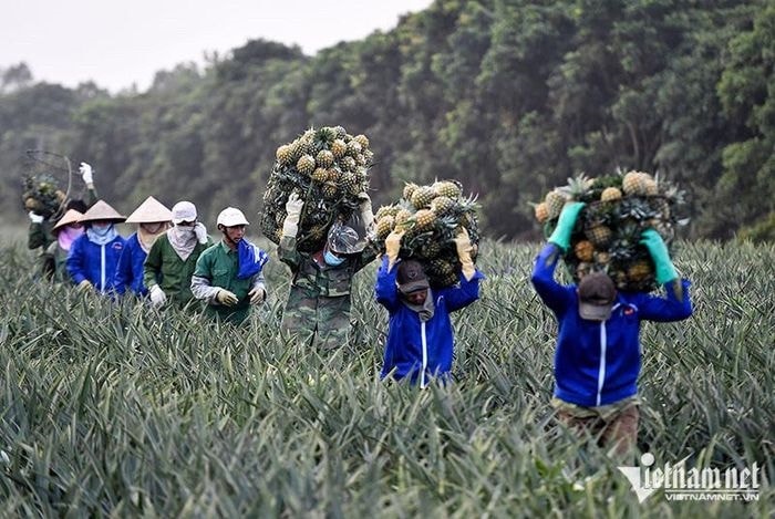 Bộ Nông nghiệp định hướng phát triển mỗi loại trái cây thành một ngành hàng (Ảnh: Hoàng Hà)