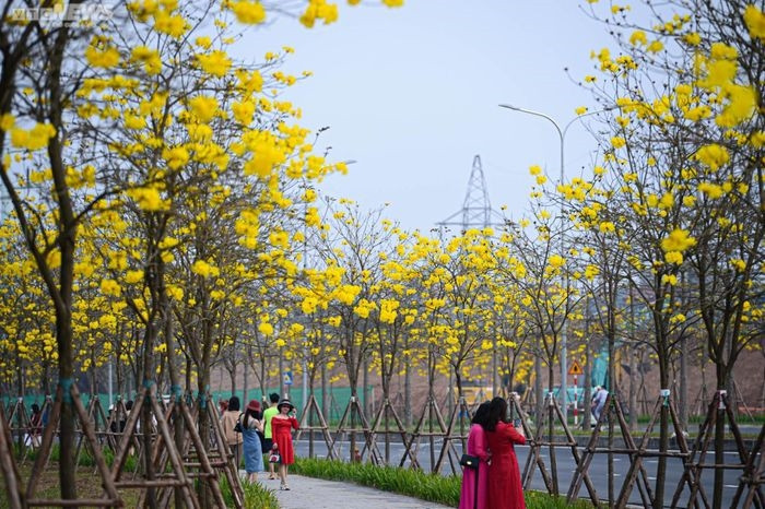 Những ngày cuối tháng 2, hoa phong linh tại Khu đô thị Park City Hà Nội (quận Hà Đông) nở rộ, tạo nên sắc vàng rực rỡ, thu hút sự quan tâm của đông đảo người dân Thủ đô.