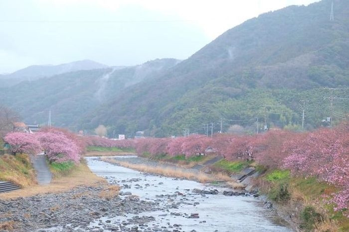 Kawazu zakura được đặt tên cho loại hoa anh đào nở sớm vì lần đầu tiên được phát hiện tại thị trấn Kawazu, tỉnh Shizuoka.