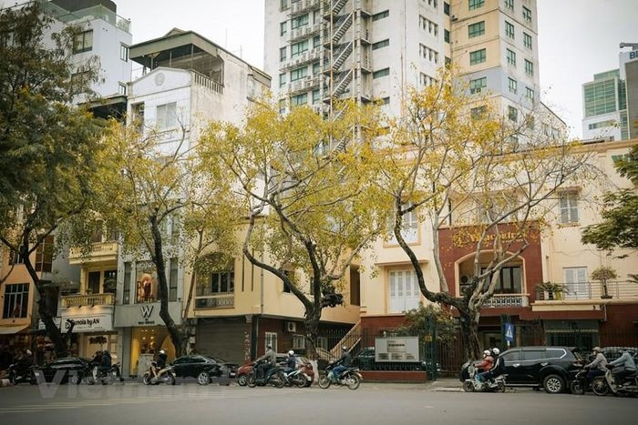  Những ngày này, nhiều hàng cây trên khắp các tuyến phố của Hà Nội đã bắt đầu thay lá, tạo nên những mảng màu đầy thơ mộng giữa lòng Thủ đô. (Ảnh: Minh Hiếu/Vietnam+) 