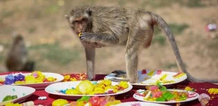 Bữa tiệc trái cây đặc biệt dành cho những chú khỉ. (Ảnh: AFP)