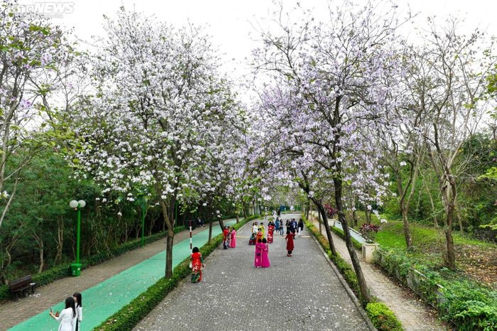 Vài ngày gần đây, cung đường hoa ban bắt đầu nở rộ trong khuôn viên khu đô thị Ciputra (Nam Thăng Long, Hà Nội) tạo nên cảnh sắc đẹp mắt. Địa điểm này đang thu hút rất đông người dân và du khách tới chụp ảnh.