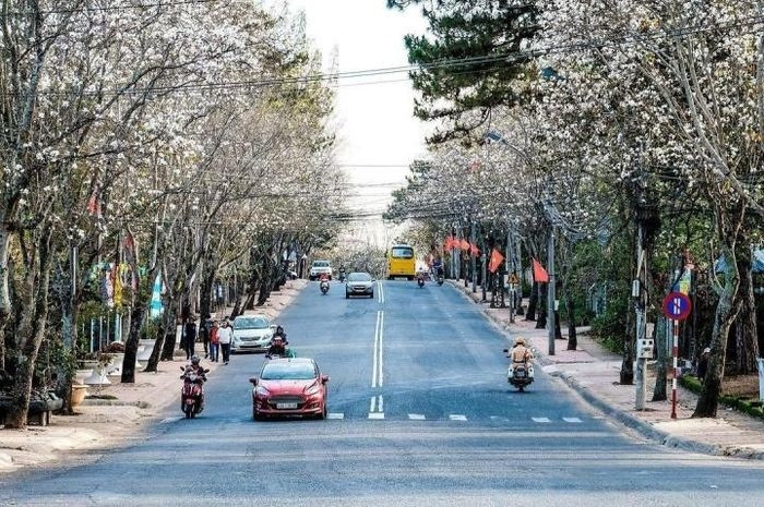 Con đường hoa ban trắng ở Đà Lạt