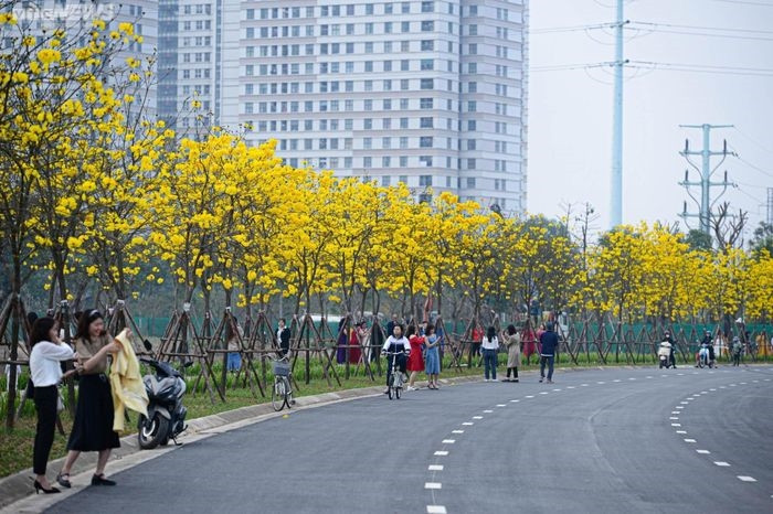 Những ngày này, hàng cây phong linh trải dài cả một con đường trong Khu đô thị Park City Hà Nội (quận Hà Đông, Hà Nội) bắt đầu nở rộ, tạo nên sắc vàng rực rỡ, thu hút nhiều người đến chiêm ngưỡng, chụp ảnh.