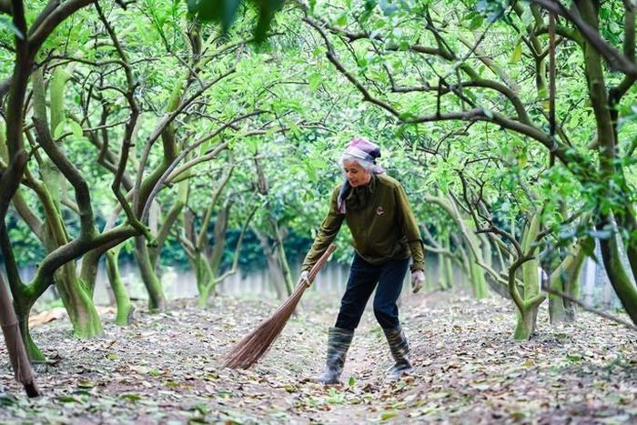 Những ngày cuối tháng 2 đầu tháng 3, cả cánh đồng trồng bưởi ở phường Minh Khai (Bắc Từ Liêm, TP Hà Nội), bắt đầu khoe sắc, tỏa hương ngào ngạt.