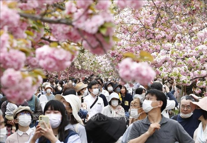 Người dân ngắm hoa anh đào tại Osaka, Nhật Bản. Ảnh tư liệu: AFP/TTXVN