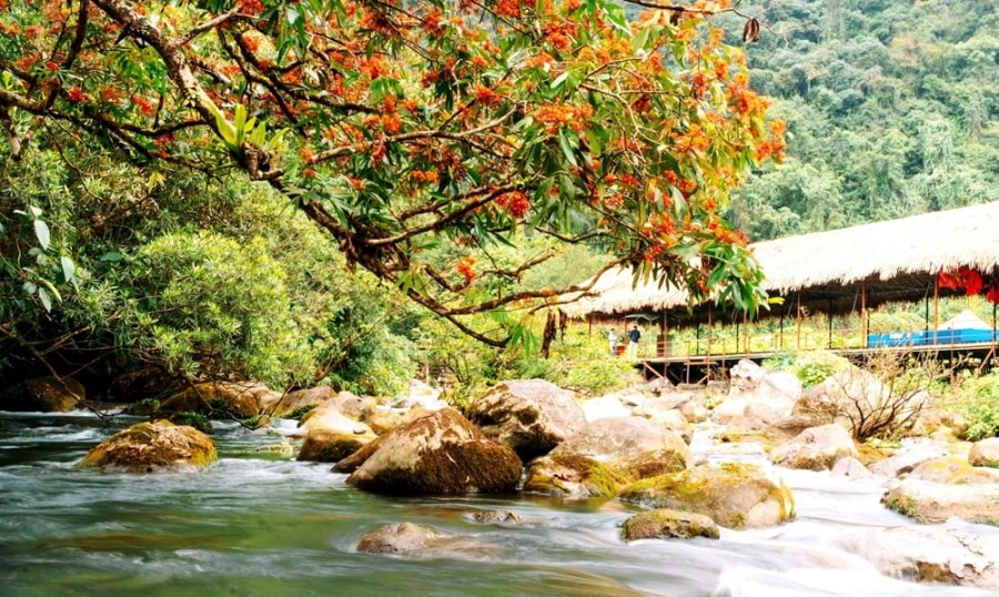 Vibrant saraca indica flowers in Phong Nha - Ke Bang National Park hinh anh 2