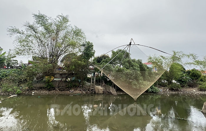 Lưu giữ những luỹ tre làng̣