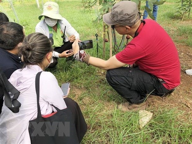 Cac cong ty du lich dong loat ra nhieu san pham phuc vu dip nghi le hinh anh 1