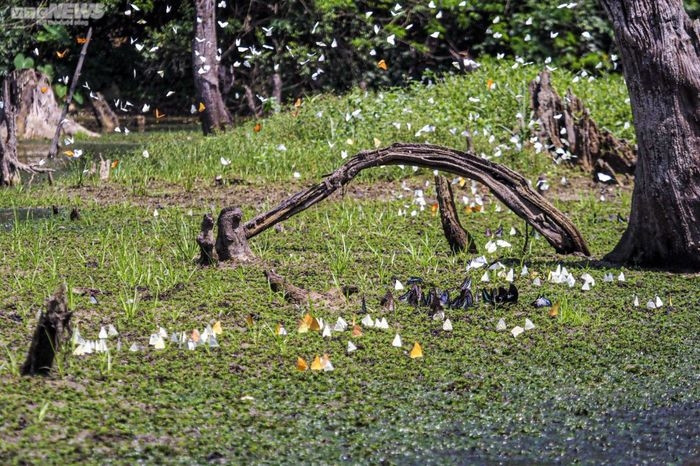 Mùa bướm ở Vườn quốc gia Cúc Phương kéo dài khoảng 1 tháng, từ cuối tháng 4 đến cuối tháng 5, đây cũng là dịp để người yêu du lịch tìm đến và cho ra những bức ảnh nghệ thuật đẹp như trong phim