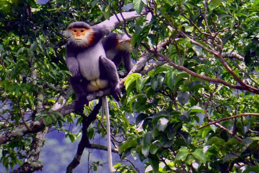 Kon Ha Nung Plateau Biosphere Reserve - an invaluable gift of nature hinh anh 2