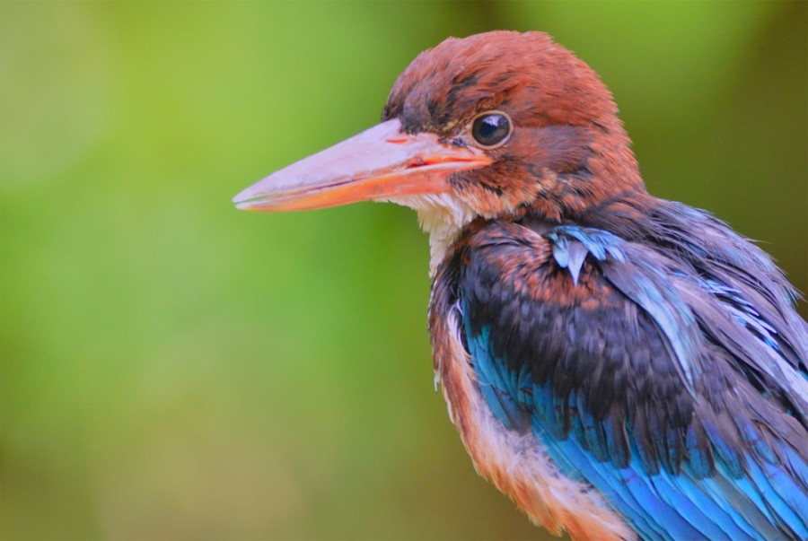 Kon Ha Nung Plateau Biosphere Reserve - an invaluable gift of nature hinh anh 3