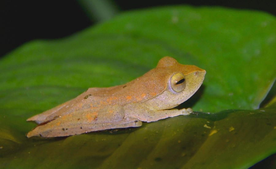 Kon Ha Nung Plateau Biosphere Reserve - an invaluable gift of nature hinh anh 5