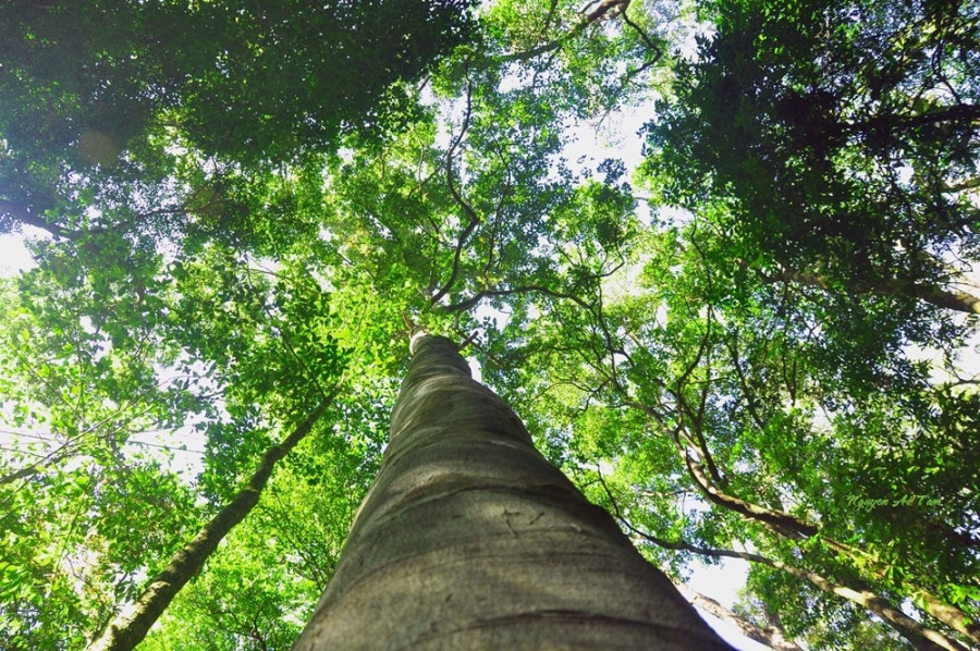 Kon Ha Nung Plateau Biosphere Reserve - an invaluable gift of nature hinh anh 7