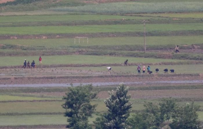 Người nông dân làm việc trên những cánh đồng rộng lớn ở làng Kaepoong. Bức ảnh được chụp từ Đài Quan sát Thống nhất, gần khu phi quân sự ngăn cách hai miền liên Triều ở Paju, Hàn Quốc, tháng 5/2023. Ảnh: Reuters