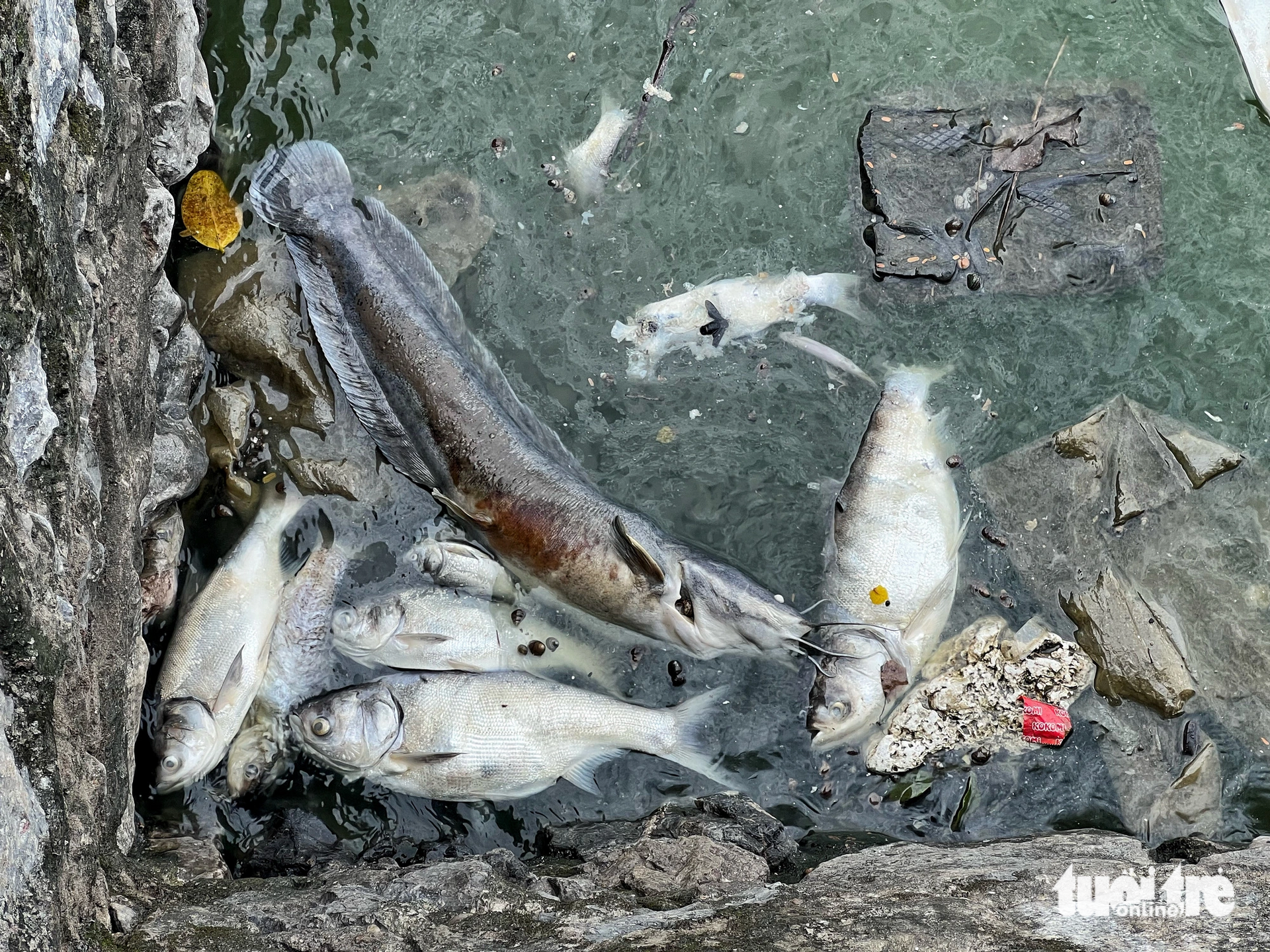 Nhiều con cá chết trôi dạt vào ven hồ Tây - Ảnh: PHẠM TUẤN
