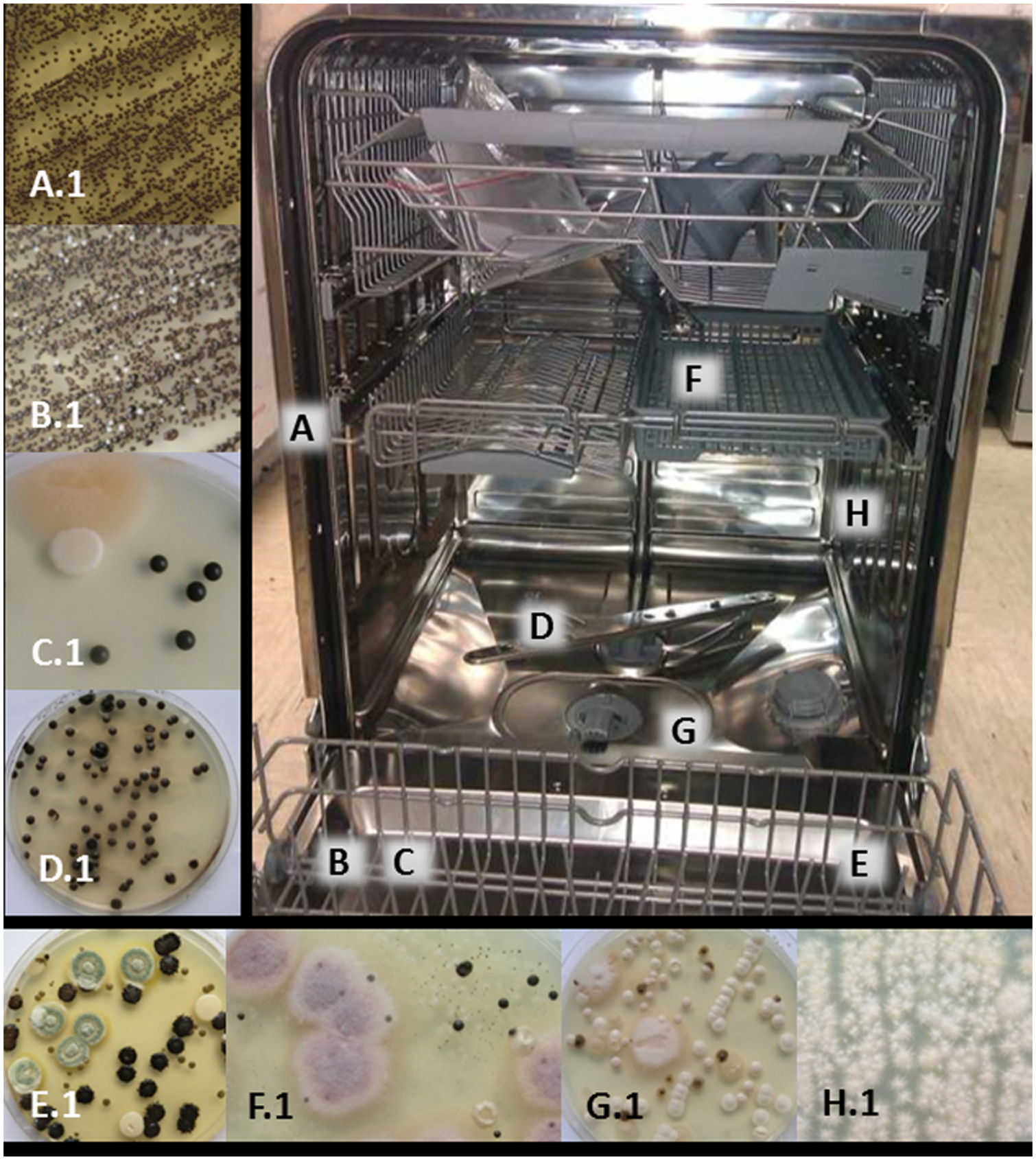 Tác hại của máy rửa bát đến từ sự ẩm ướt bên trong thiết bị, khiến vi khuẩn và nấm mốc phát triển. (Ảnh: microBEnet)