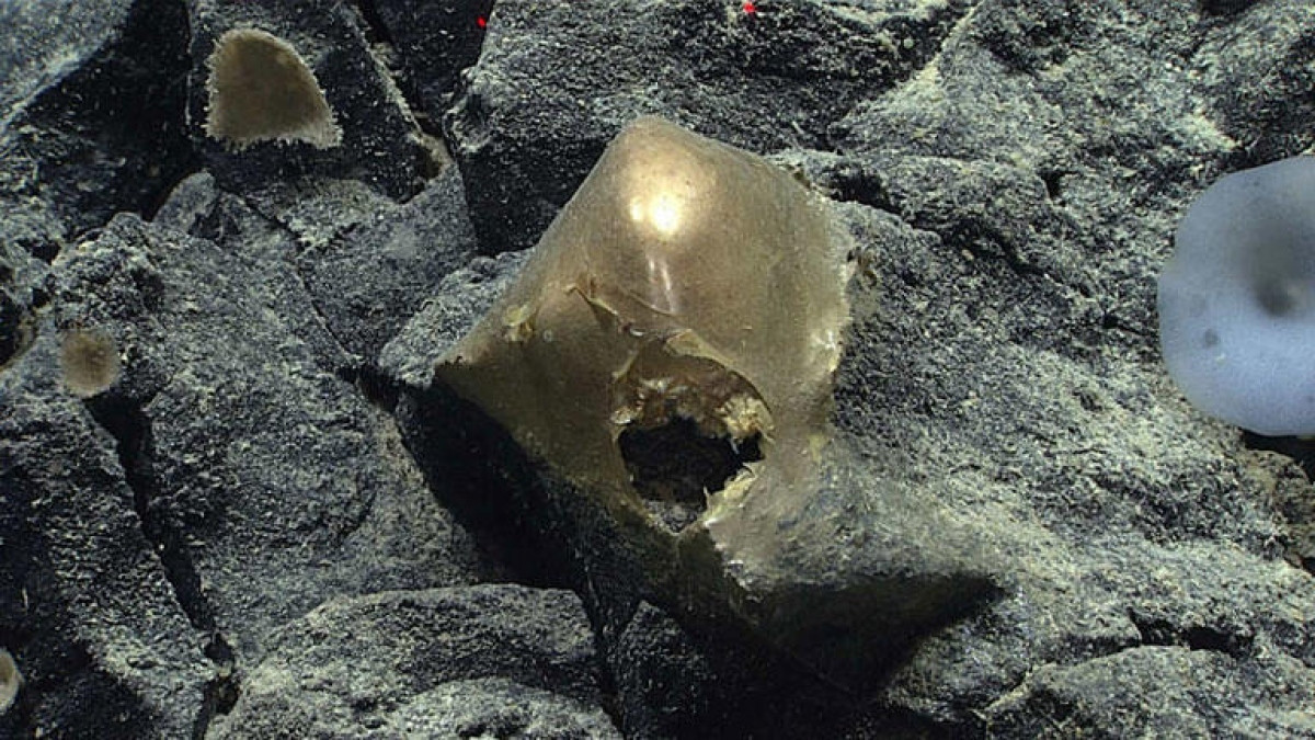 “Quả trứng vàng” bí ẩn được phát hiện dưới đáy biển làm đau đầu các nhà khoa học. (Ảnh: CBS News)