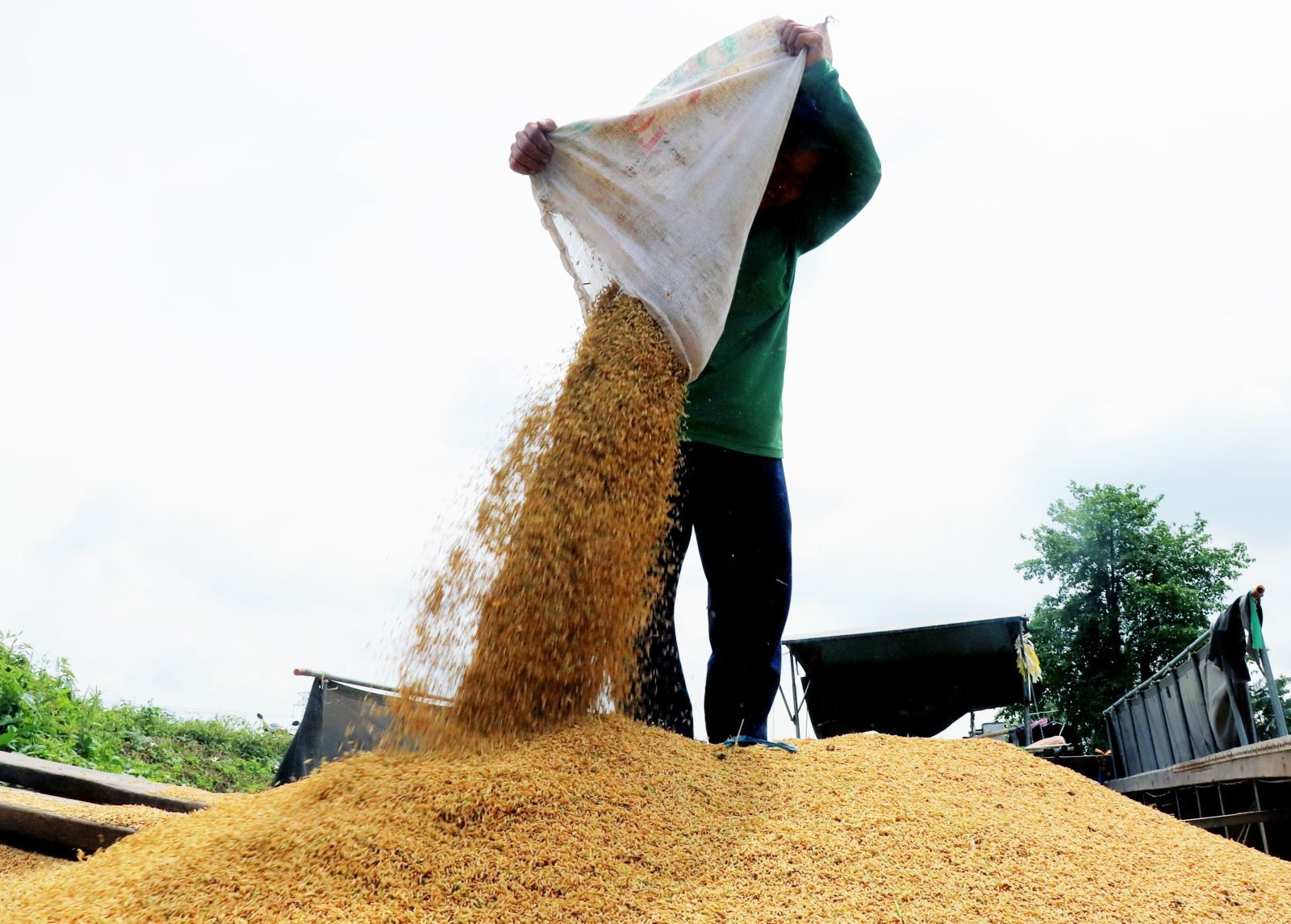 Giá gạo xuất khẩu chững lại sau phiên giảm mạnh vào cuối tuần vừa qua. (Ảnh minh họa: Báo Tin tức)