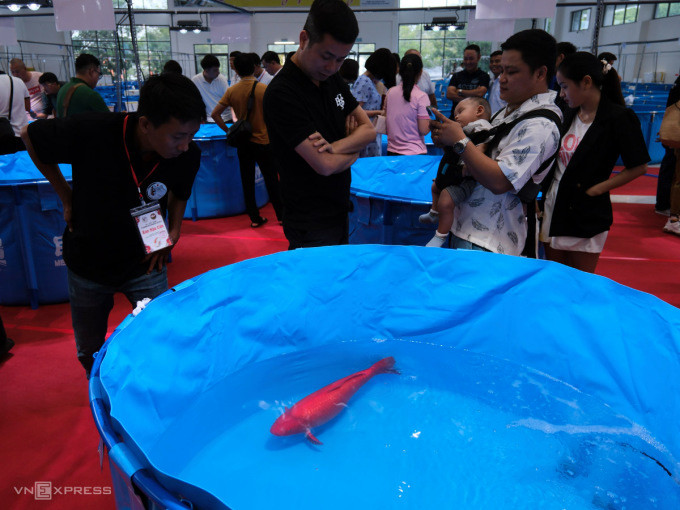 Triển lãm nhằm quảng bá, tạo sân chơi cho người đam mê cá Koi. Ảnh: Nguyễn Đông