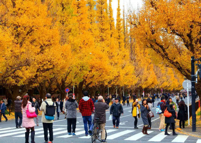 Người dân, du khách chụp hình cùng con đường vàng. Ảnh: LIVE Japan