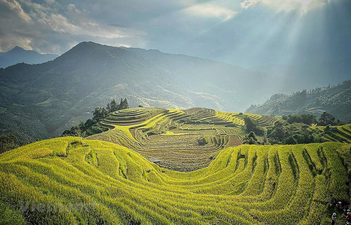 Ruộng bậc thang Hoàng Su Phì, Hà Giang đang bước vào mùa gặt tháng 10. (Ảnh: Mai Mai/Vietnam+)