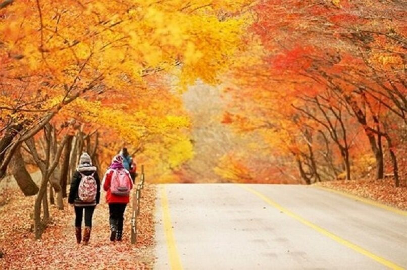 Mùa Thu là thời điểm Hàn Quốc đẹp nhất với khí hậu mát mẻ và phong cảnh lãng mạn.