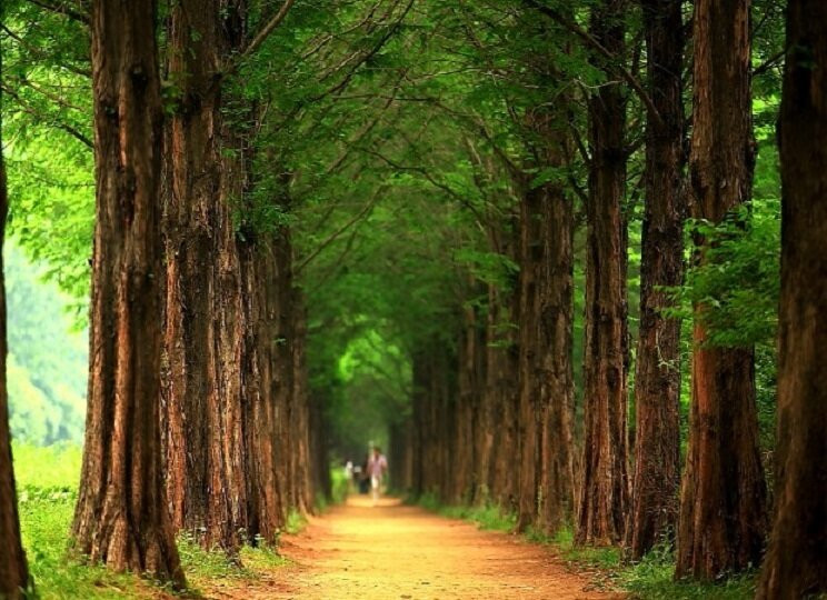 Hàng cây mùa hè nhẹ nhàng của Hàn Quốc.