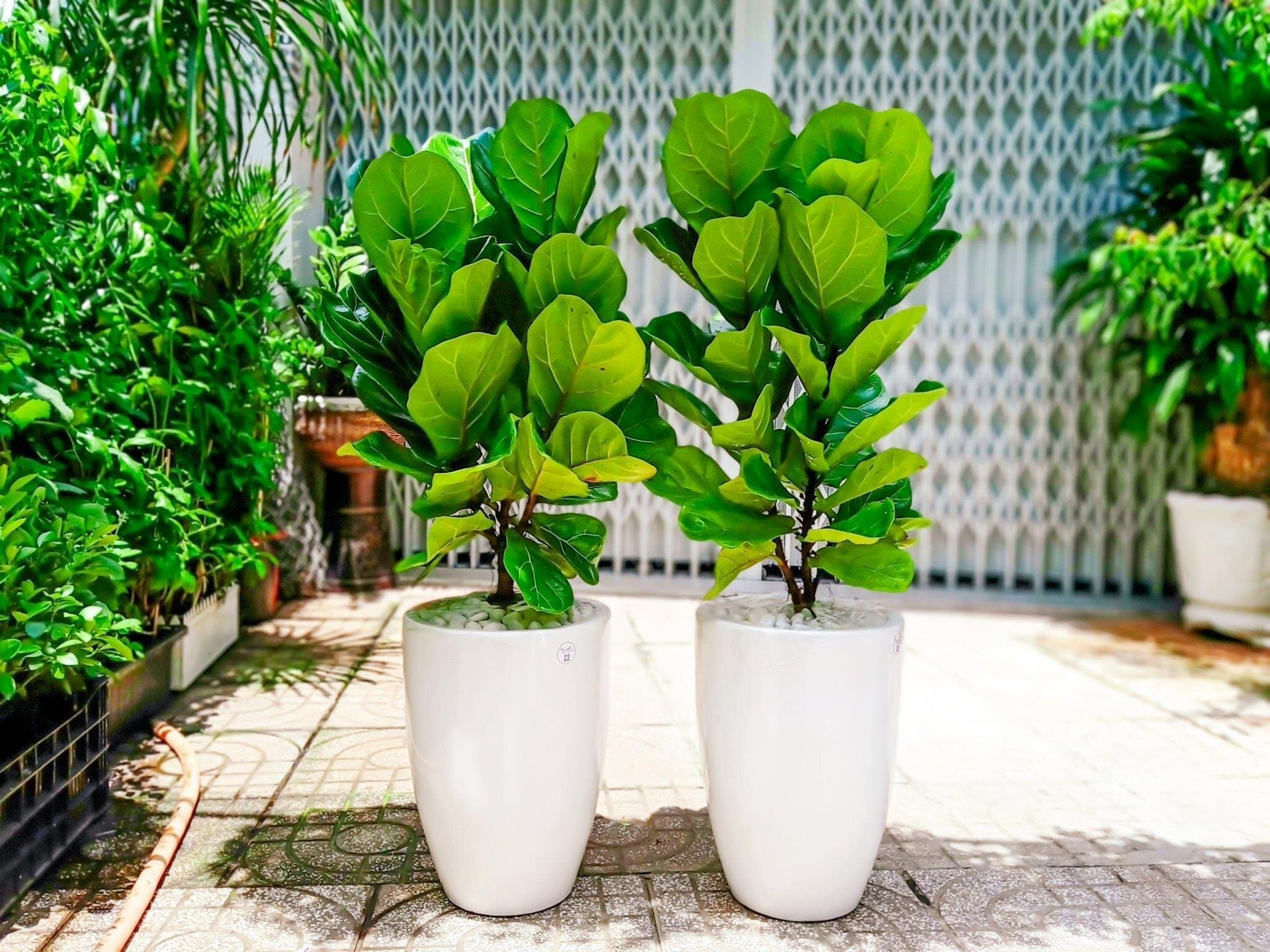 Cây bàng singapore trồng trong chậu thấp hay chậu cao đều đẹp. (Ảnh: Martha Stewart)