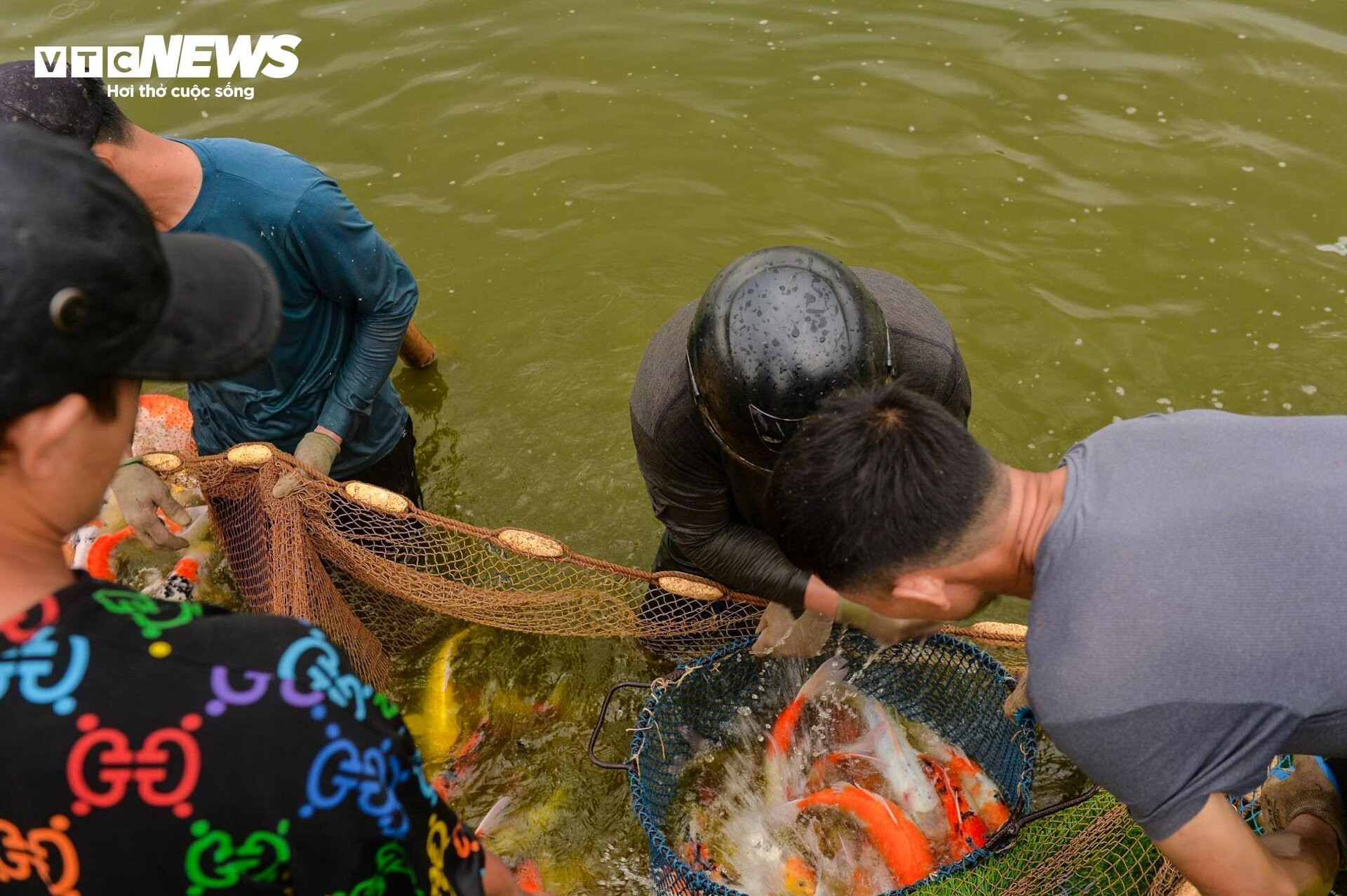 Hà Nội: Di chuyển 2 tấn cá Koi ra khỏi Đầm Đông - 5