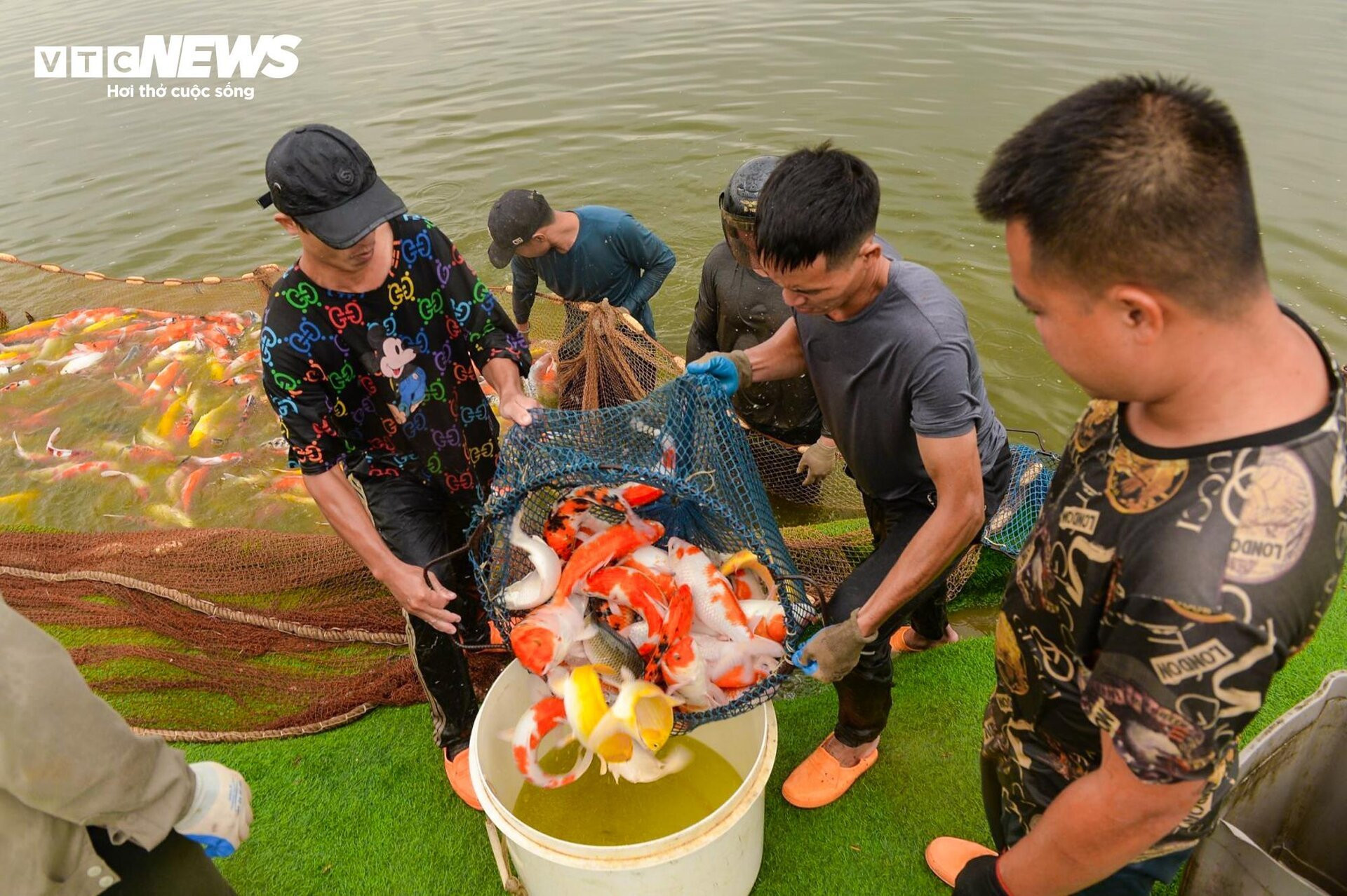 Hà Nội: Di chuyển 2 tấn cá Koi ra khỏi Đầm Đông - 6