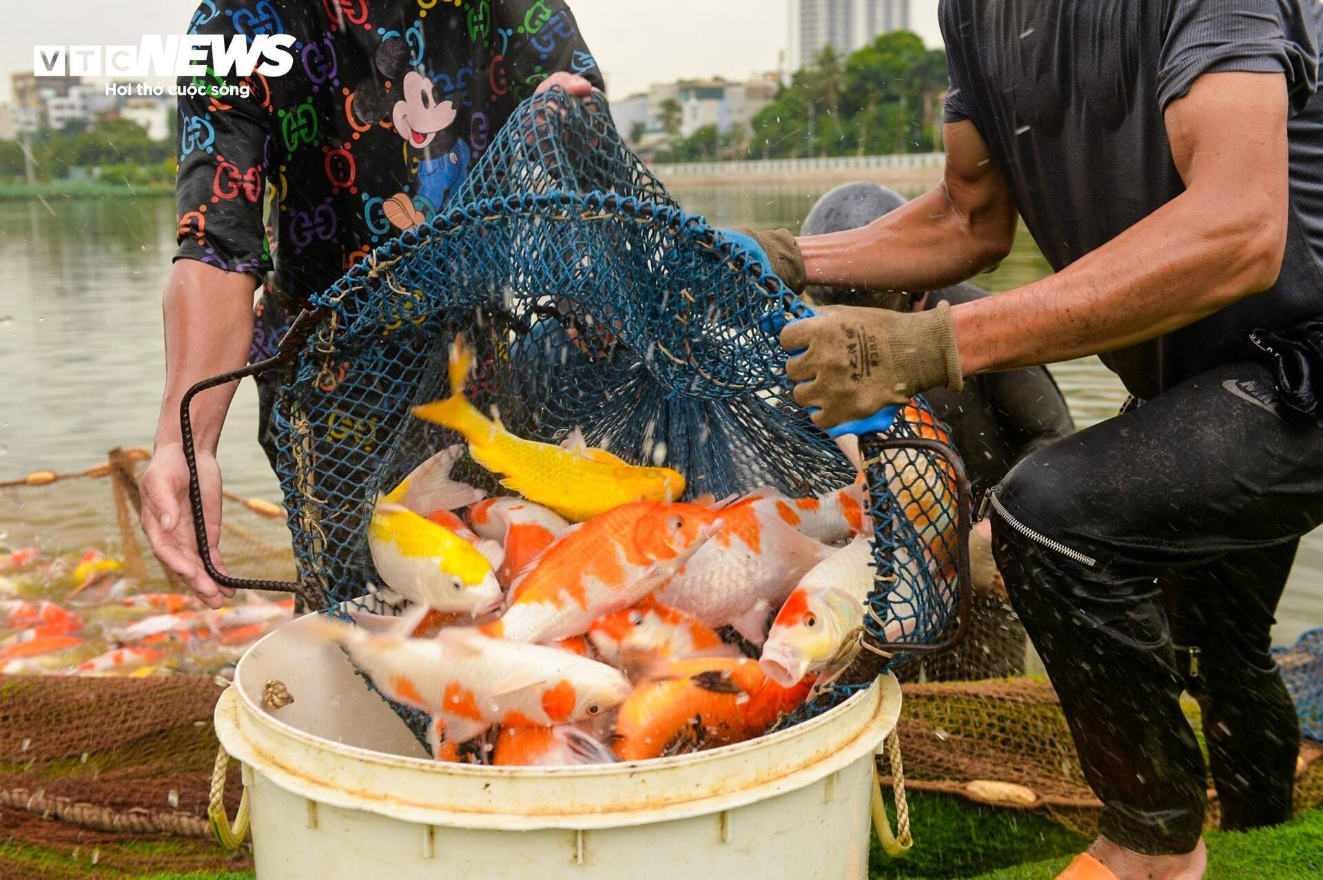Hà Nội: Di chuyển 2 tấn cá Koi ra khỏi Đầm Đông - 7