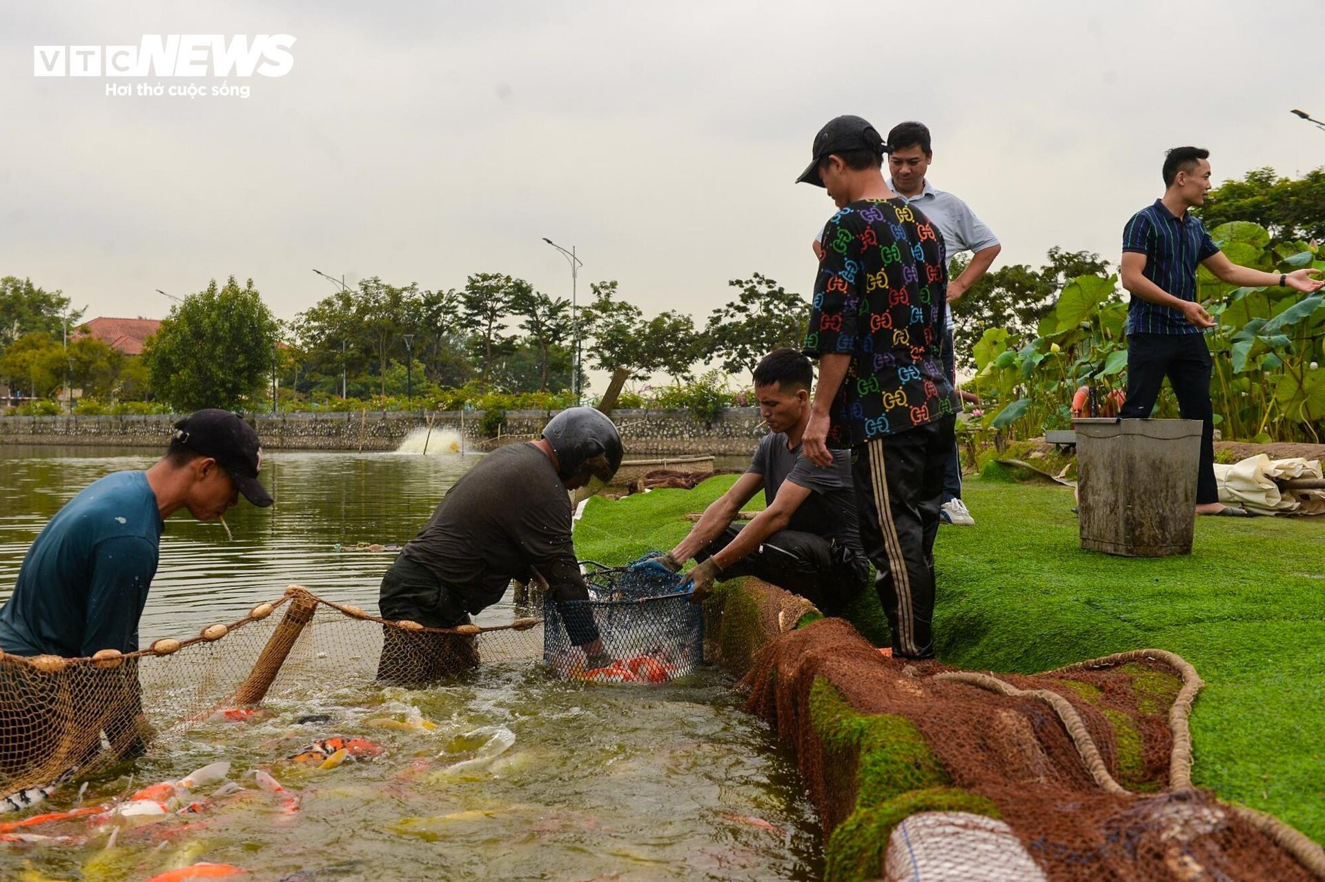 Hà Nội: Di chuyển 2 tấn cá Koi ra khỏi Đầm Đông - 4