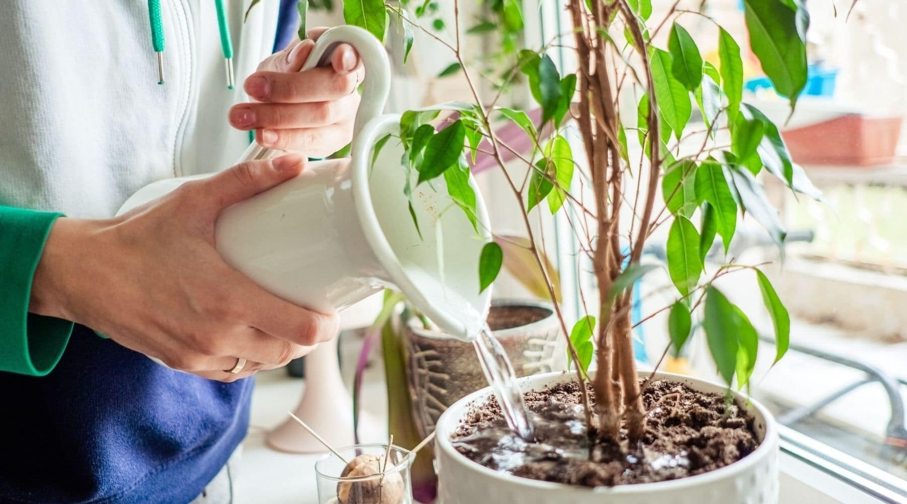Tưới nước quá nhiều là một trong những sai lầm cần tránh khi trồng cây trong nhà (Ảnh: Bloombox Club)