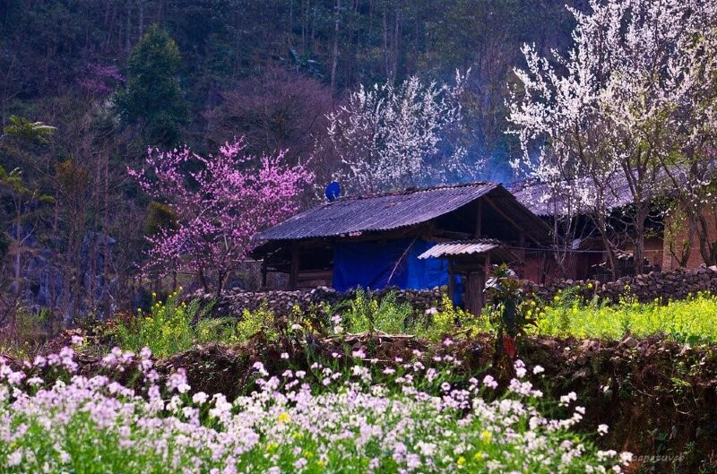 Hà Giang - nơi có phong cảnh tuyệt đẹp, mỗi mùa, mỗi tháng đều có vẻ đẹp riêng mang đến những trải nghiệm khác nhau.