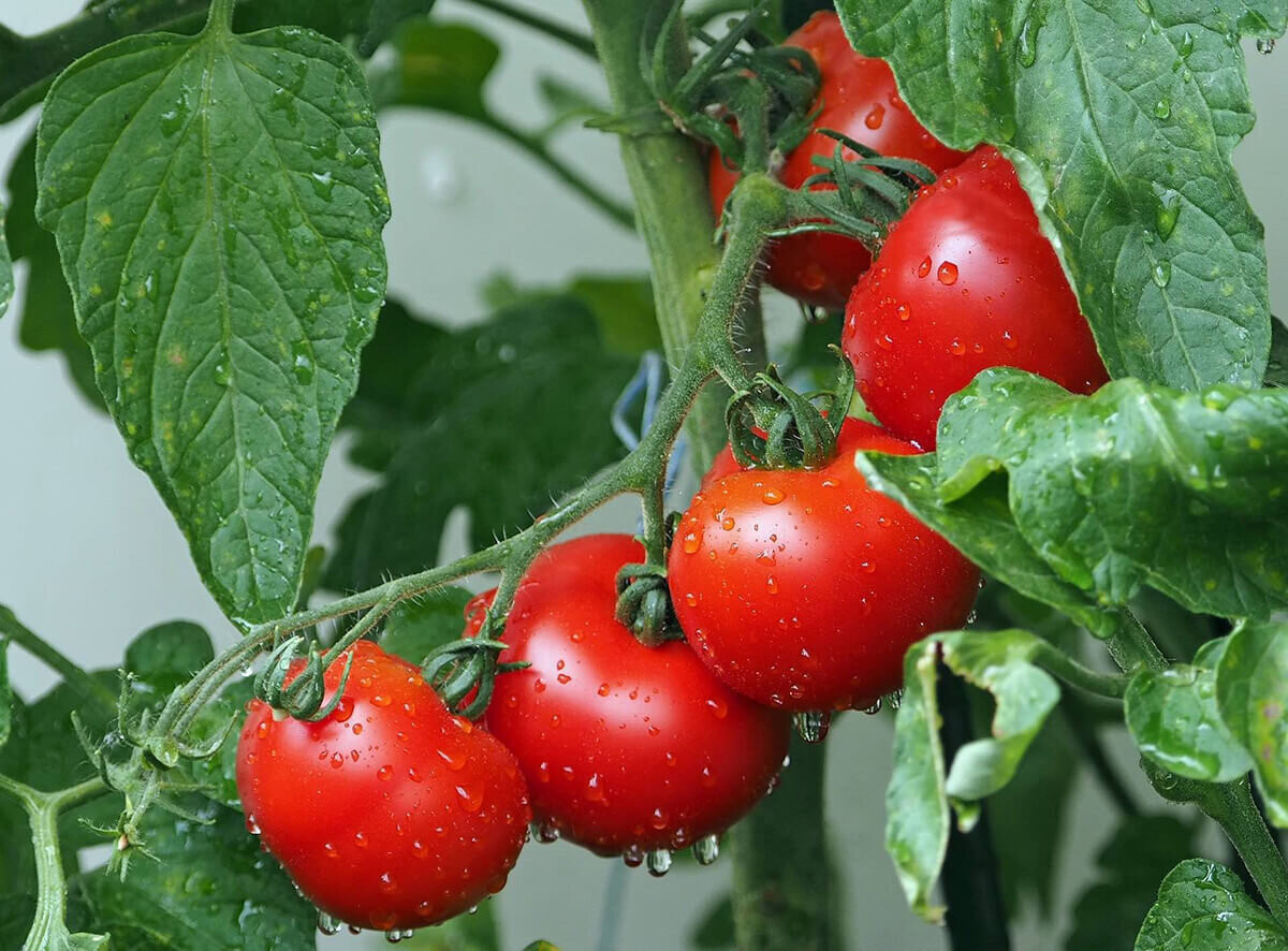 Nên chọn những quả cà chua có kích cỡ tương đương nhau, quả trông tròn trịa, vỏ căng bóng. (Ảnh: Stihl Blog)