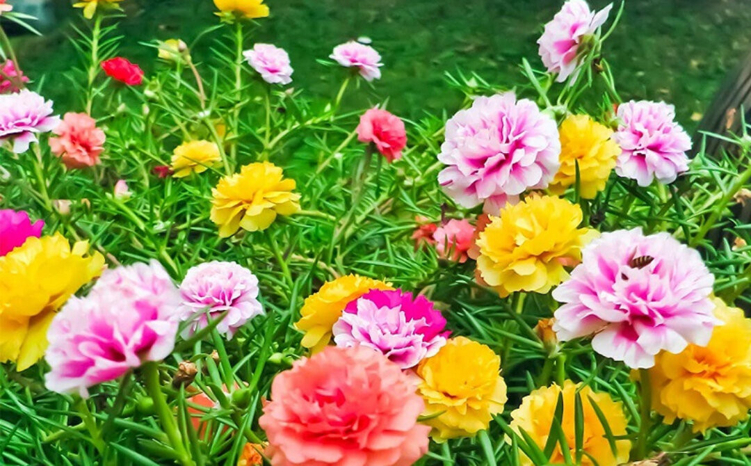 Hoa mười giờ có nhiều màu sắc, được trồng khắp nơi ở nước ta. (Ảnh minh họa)