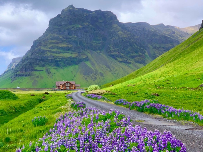 Khung cảnh Iceland vào tháng 6 với hoa nở và cỏ mọc xanh rì khắp chân núi Eyjafjöll. Ảnh: Kevin Phan