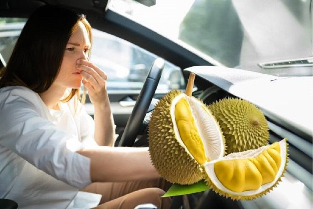 Khi chở theo sầu riêng trên xe ô tô sẽ để lại mùi rất khó chịu. (Ảnh minh họa: Toyota Hùng Vương)