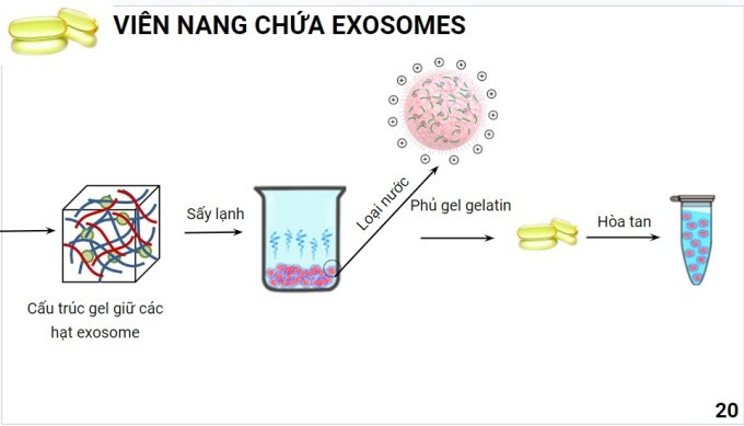 Một phần quy trình chế tạo viên nang chứa exosome của nhóm. Ảnh: NVCC
