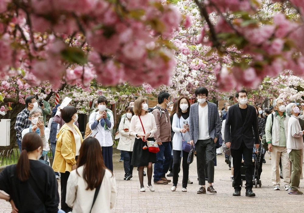 Người dân ngắm hoa anh đào tại Osaka, Nhật Bản. (Ảnh: AFP/TTXVN)