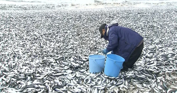 日本に1000トンの死んだ魚が打ち上げられる