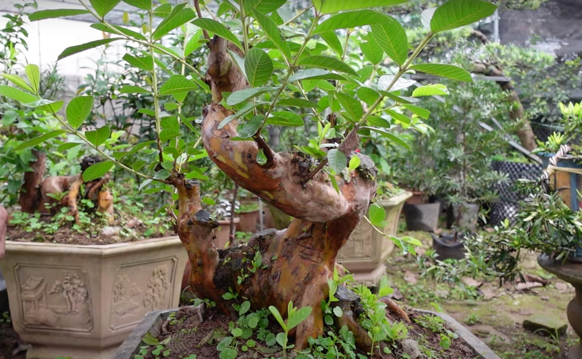 Thời gian gần đây cây ổi được hóa thế bonsai trang trí của nhà. (Hình minh họa)