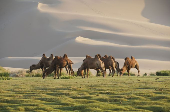 Những con lạc đà trên sa mạc Gobi ở Mông Cổ. Ảnh: Tersina Shieh