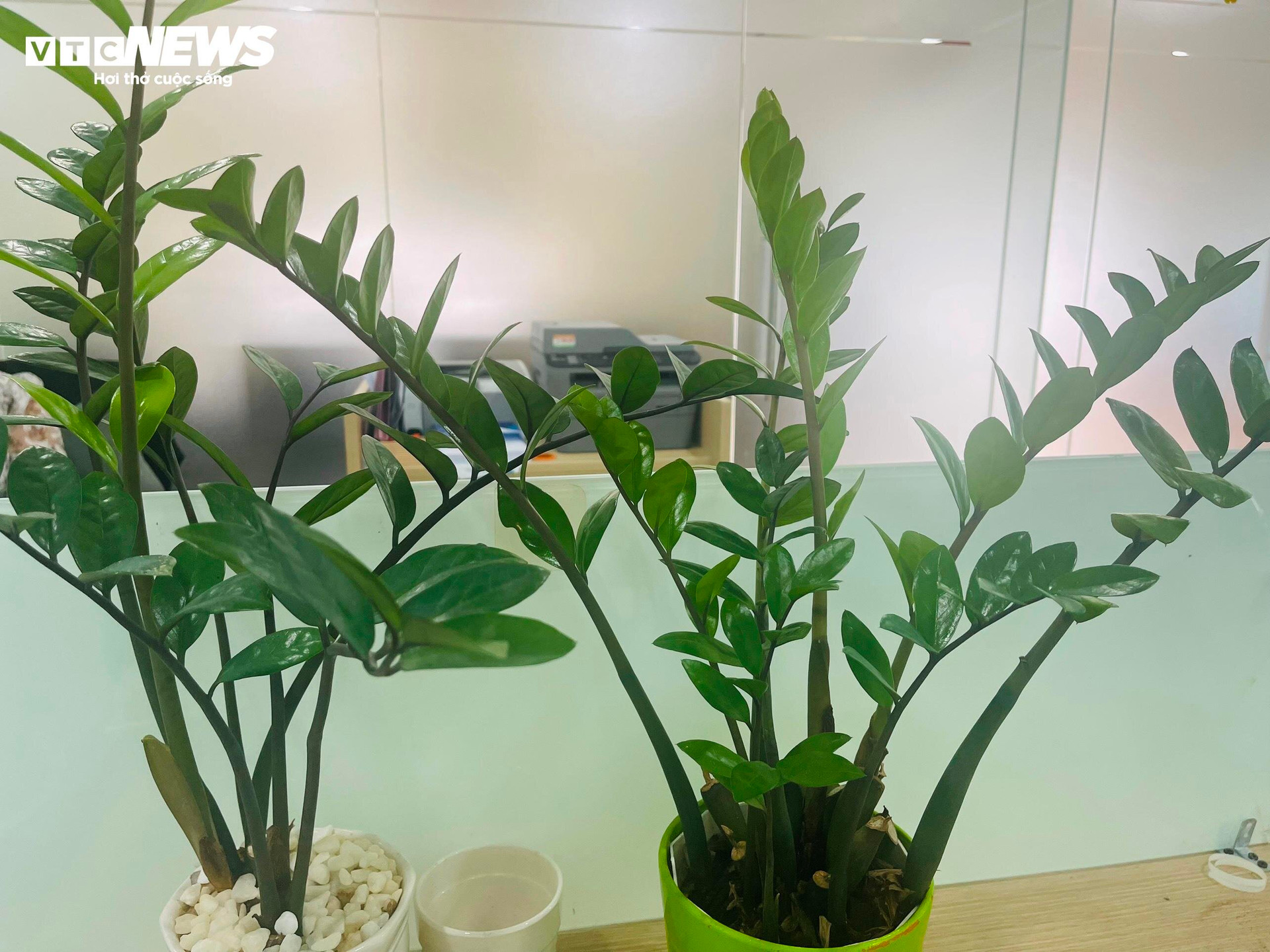 Cây kim tiền là loại cây rất phổ biến và thích hợp trồng ở văn phòng.
