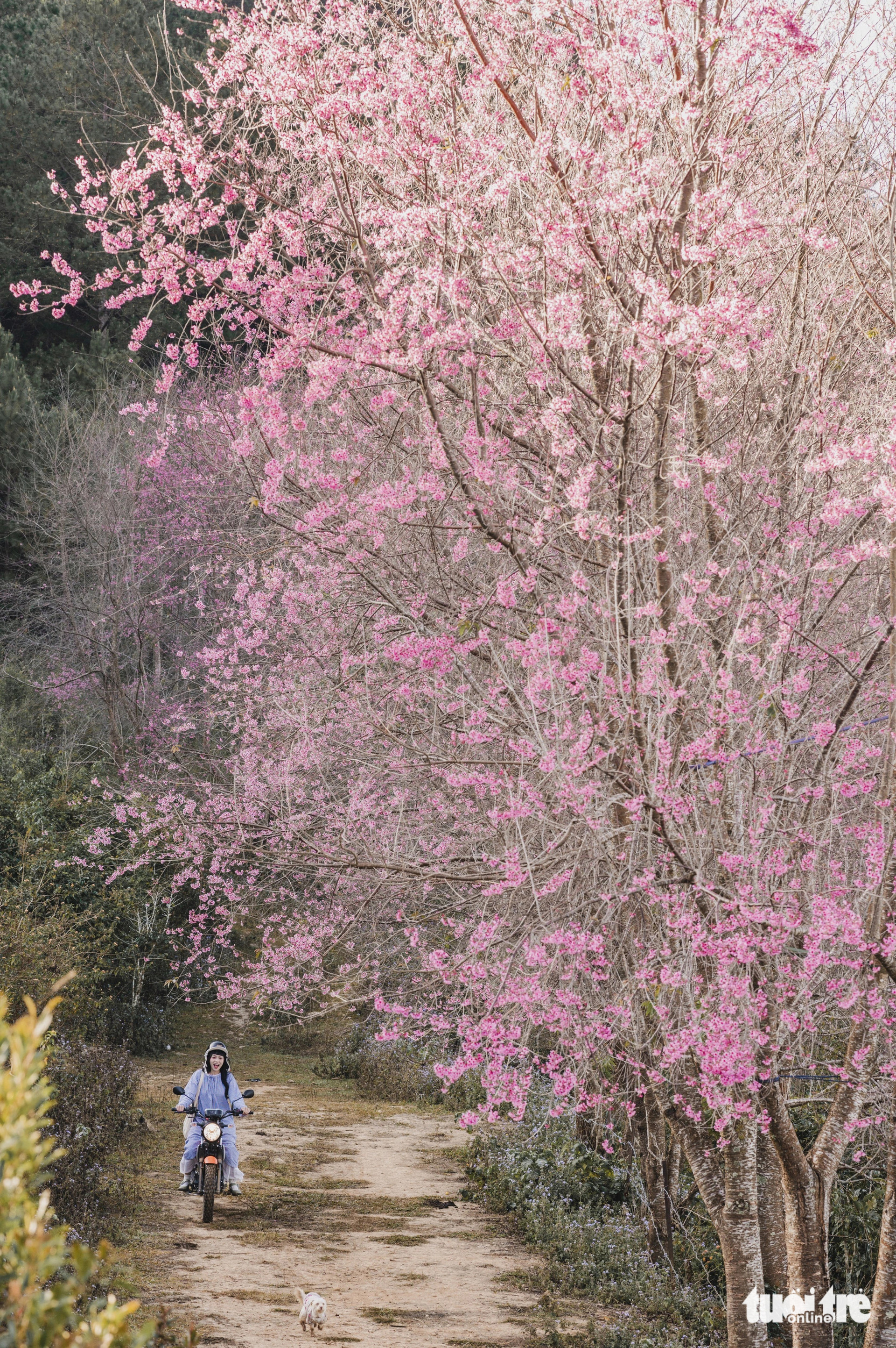 Để vào khu vực núi Langbiang ngắm hoa, du khách đi bằng các loại xe địa hình - Ảnh: QUANG ĐÀ LẠT