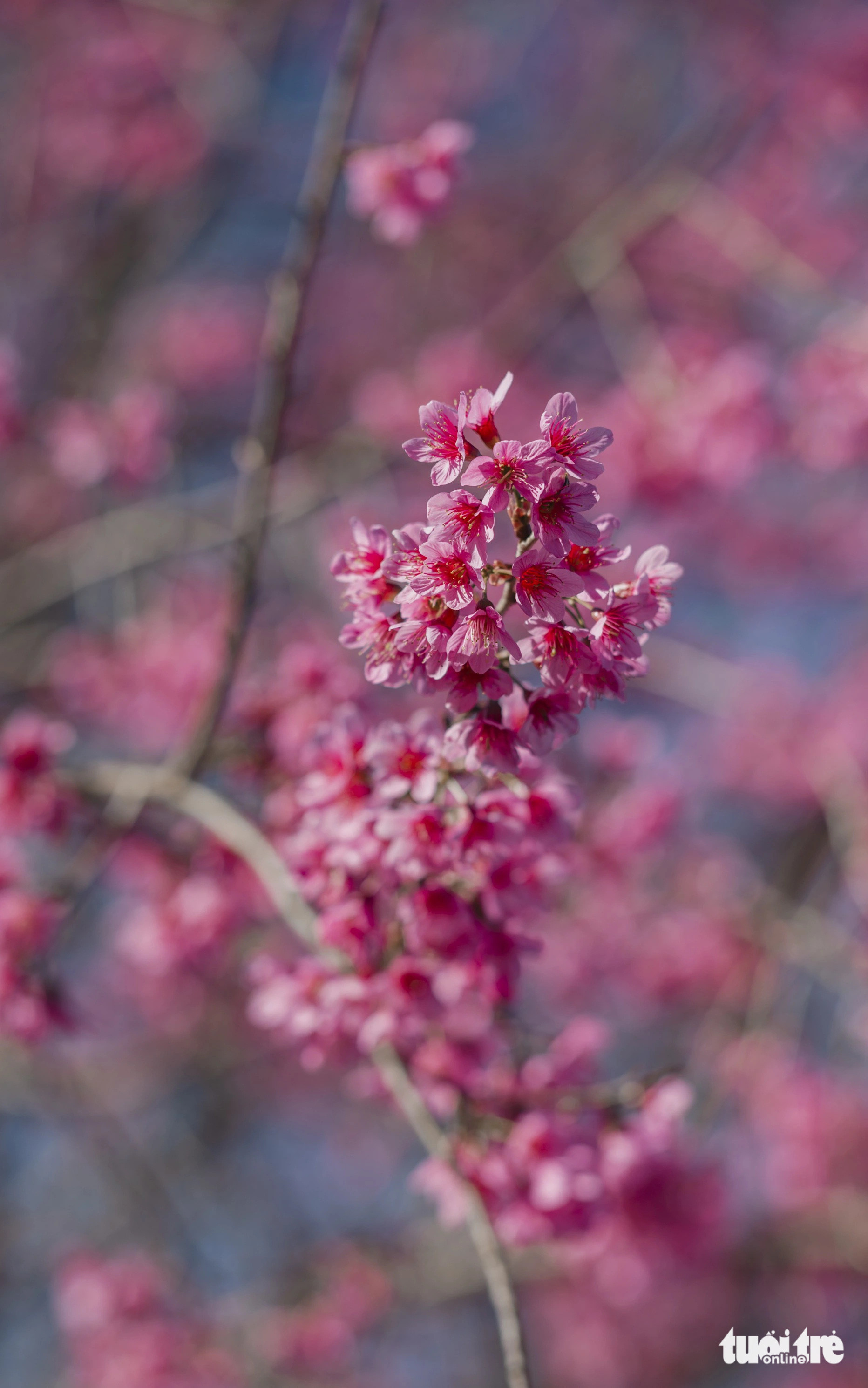 Tên khoa học của mai anh đào là Prunus Cerasoides, thân cây có dáng đào mận, nhưng khi hoa nở lại thuộc hoa đơn 5 cánh (giống hoa mai) - Ảnh: QUANG ĐÀ LẠT