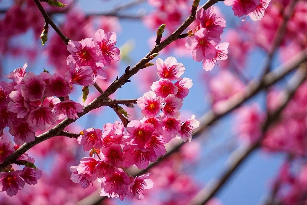 Cherry blossoms show off radiant beauty hinh anh 2