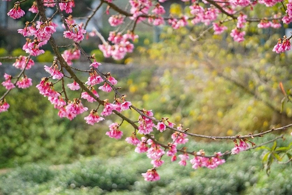 Cherry blossoms show off radiant beauty hinh anh 3