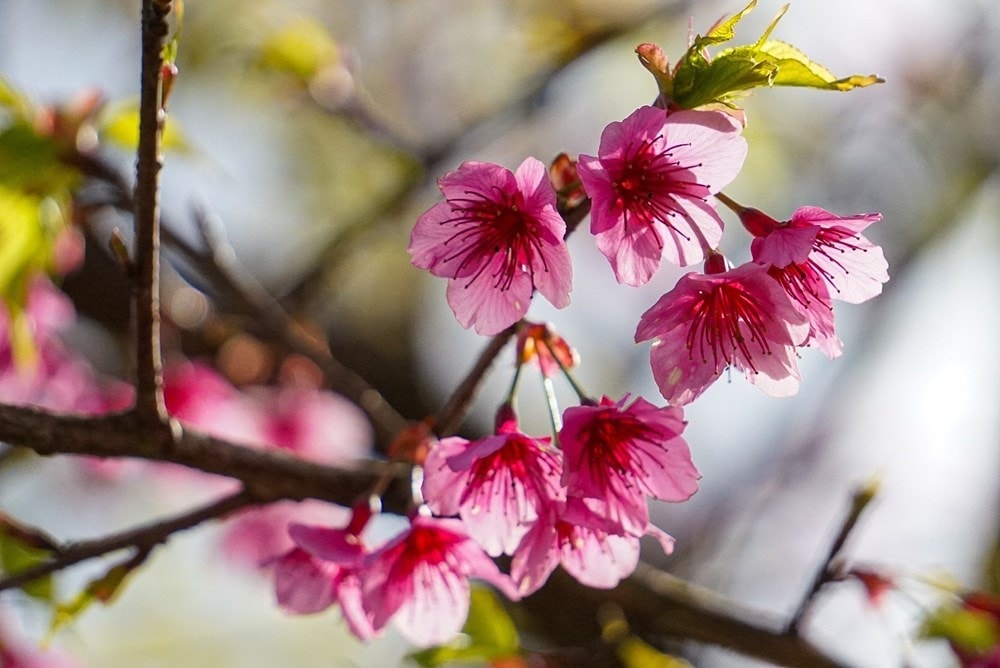 Cherry blossoms show off radiant beauty hinh anh 5